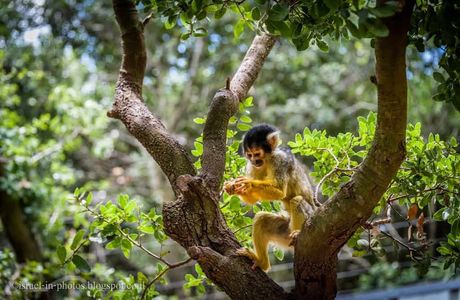 Yodfat Monkey Forest