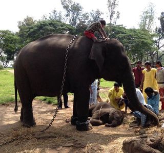 Dubare Elephant Camp