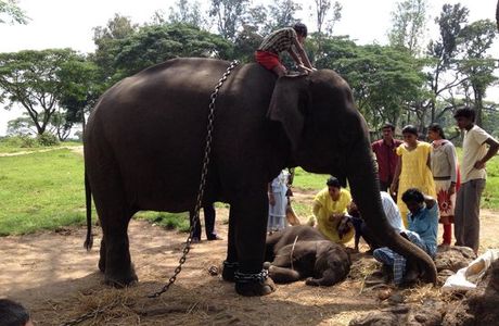 Dubare Elephant Camp