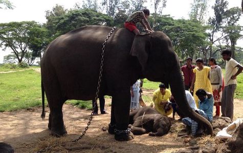 Dubare Elephant Camp 1