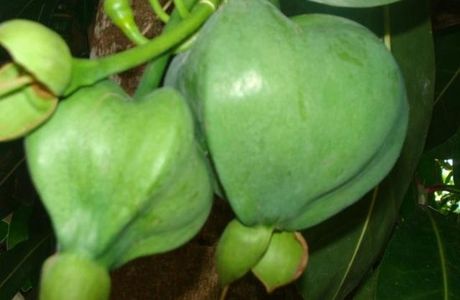 Ecomusee Creoleart de la Guadeloupe