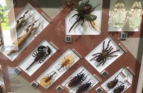 Nawa Insect Museum Haimurubushi