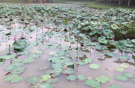 Tasik Taman Jaya