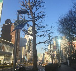 Aoyama Street