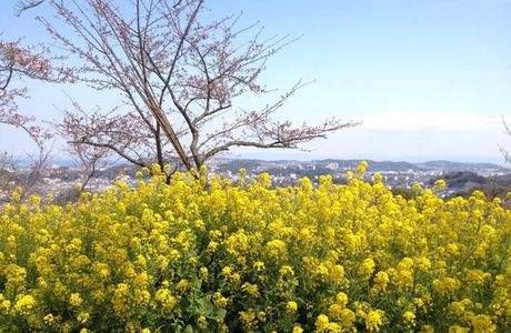 Kinugasayama Park