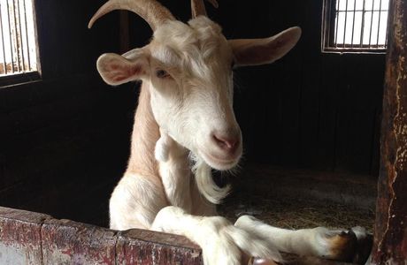 E-Long Goat Farm