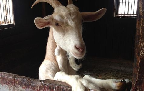 E-Long Goat Farm 1