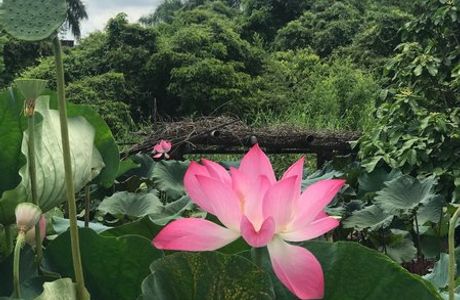Baihe Lotus Park