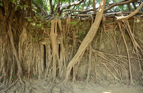 Anping Tree House