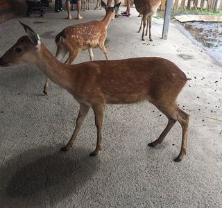 Paradise of Deer
