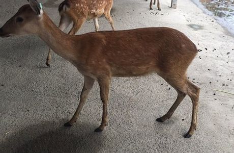 Paradise of Deer