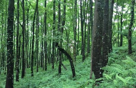 Dongshi Forest Garden