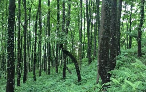 Dongshi Forest Garden 1