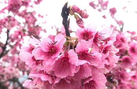 Cherry Blossoms Lane 42 Pingjing Street