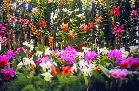 Orchid Botanical Garden