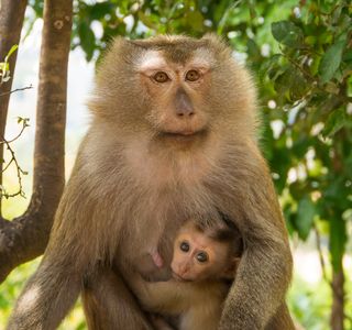 Monkey Hill