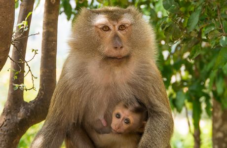 Monkey Hill
