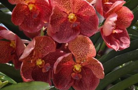 Mae Ram Orchid