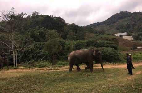 Pong Yang Elephant Camp