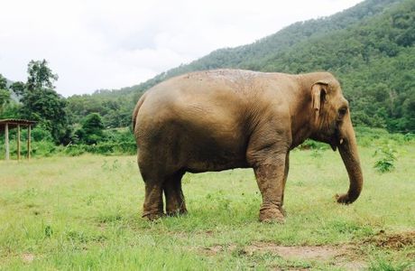 Conserve Natural Forests