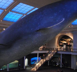 Thailand Sea and Natural History Museum