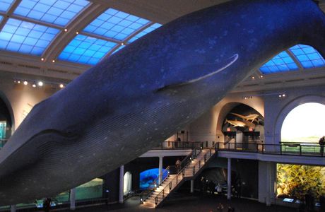 Thailand Sea and Natural History Museum