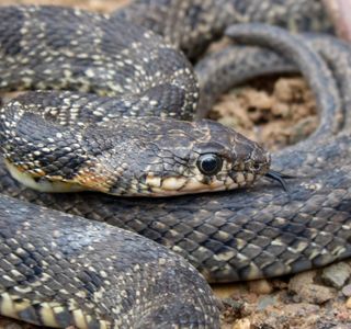 Culebra National Wildlife