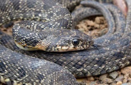 Culebra National Wildlife