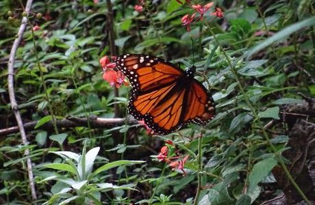 Monarch Butterfly Biosphere Reserve