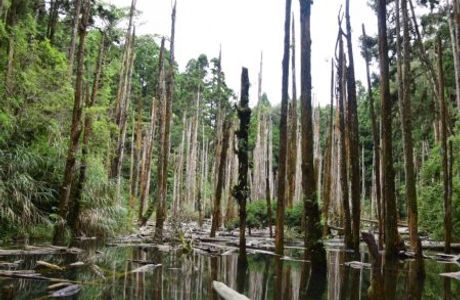 Wangyou Forest