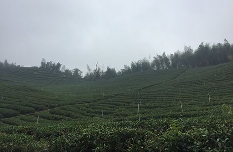 Pakua Tea Garden