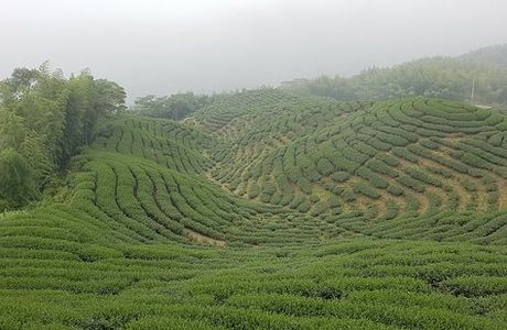 Bagua Tea House- Yongfu Chazhuang