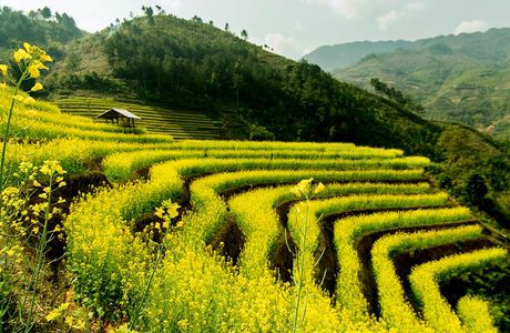 Tiao Chai Trails