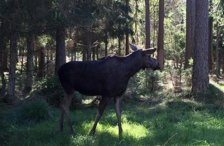 Smalandet Markaryds Algsafari