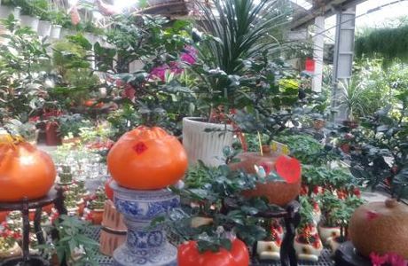 Zhongxin Sprout Farm