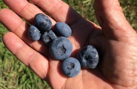 Bastiani's Blueberry Farm