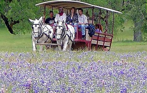 Eleven Roses Ranch 1