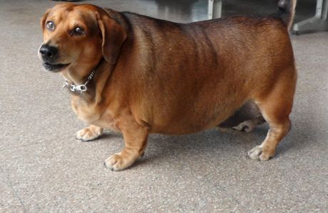Fat Dog's Saloon