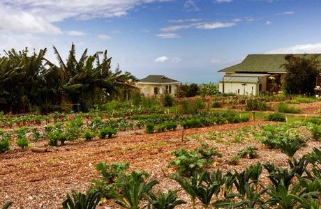 Maui Nui Farm