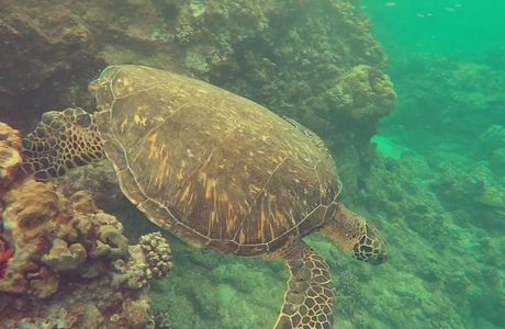 Turtle Tracks Maui
