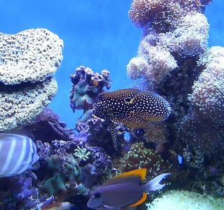 Waikiki Aquarium