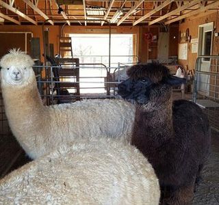Destiny Alpaca Farm