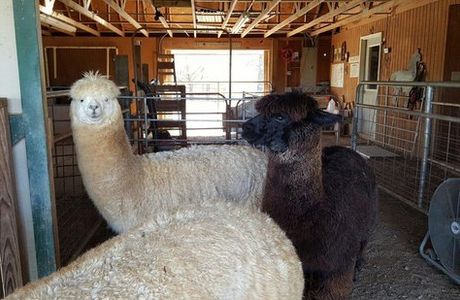 Destiny Alpaca Farm