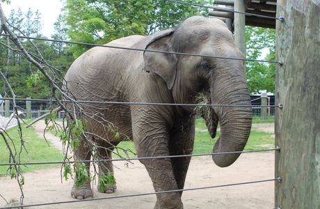 Buttonwood Park Zoo