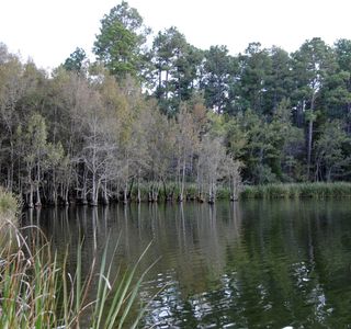 Blackwater River State Forest
