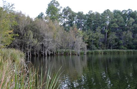 Blackwater River State Forest
