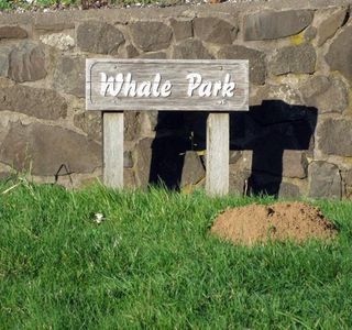 Bazalgette the Whale at Whale Park