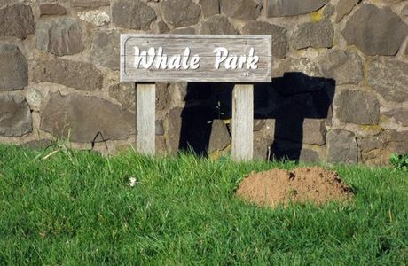 Bazalgette the Whale at Whale Park