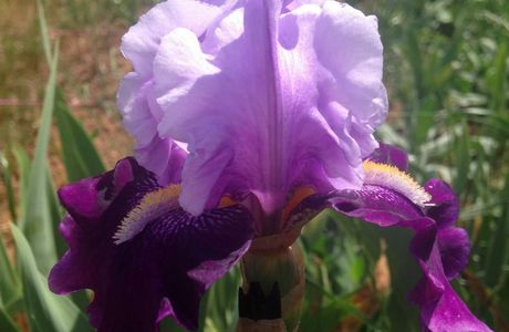 Blue Iris Winery
