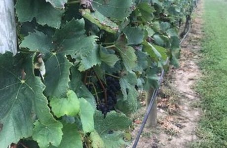 Natali Vineyards